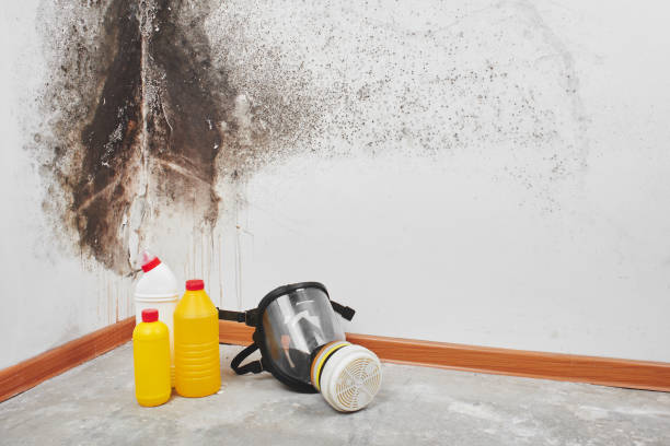 Best Post-Flood Mold Remediation in Slaton, TX