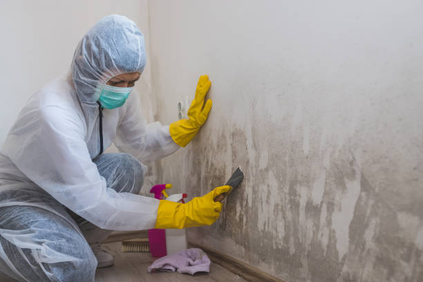 Best Kitchen Mold Remediation in Slaton, TX