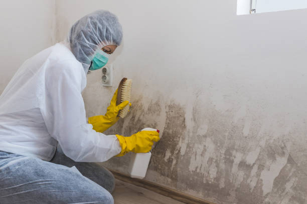 Professional Mold Remediation in Slaton, TX
