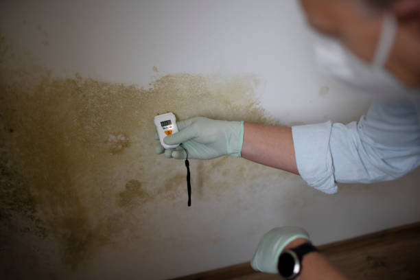 Best Residential Mold Remediation in Slaton, TX