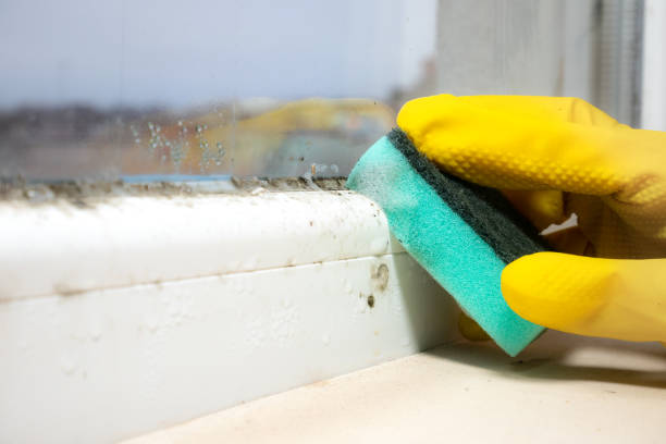 Best Residential Mold Remediation in Slaton, TX
