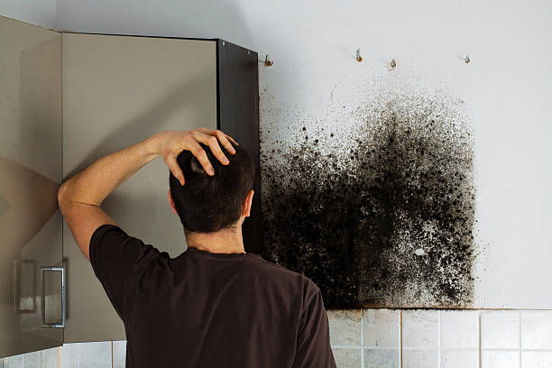 Best White Mold Remediation in Slaton, TX